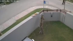 leopard
