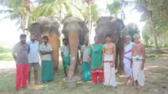 காஞ்சி சங்கர மடம்: பெண் யானைகளை ஒப்படைப்பதற்கு வனத்துறை எதிர்ப்பு ஏன்? நீதிமன்றம் சொன்னது என்ன?