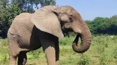 હાથી, પ્રાણી, પ્રાણી સંગ્રહાલય, મસ્થ, ભારત, પ્રાણી અધિકાર