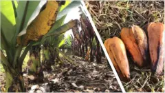 ఎన్సెట్ చెట్టు