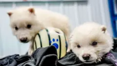 Белые щенки волка