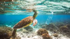 kornjača i plastična boca