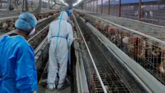 बर्ड फ्लू भेटिएको फार्ममा निरीक्षण गर्दै अधिकारीहरू
