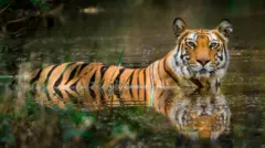 রয়্যাল বেঙ্গল টাইগার