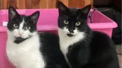 Harry on the left, Luna on the right