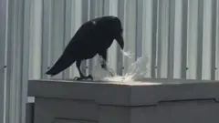 อีกาตัวหนึ่งกำลังจิกกินถุงพลาสติกริมถนนในกรุงเทพฯ