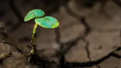climate change