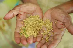 rice grains on hands