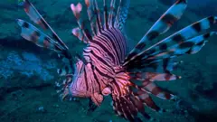 lion fish thumb