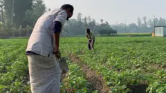 মাঠে কৃষি কাজে ব্যস্ত কৃষক