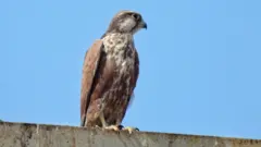 ગુજરાત, નળસરોવર, પાકિસ્તાન, મનીષ સીતાલા