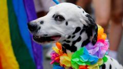 Cachorro na parada gayaviãozinho aposta blazeDublin (Irlanda)