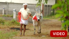 காணொளி- ஜல்லிக்கட்டு காளைக்கு தங்கத்தில் நகைகள், நெகிழும் உரிமையாளர்