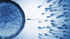 An illustration of sperm and an egg