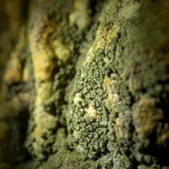 Parede de caverna coberta de cianobactérias verdes