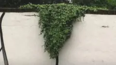 vagina