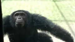 चिडियाखानामा राखिएको चिम्पान्जी