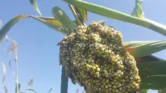 ዕስለ