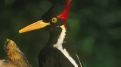 Simbira