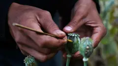 अफूची शेती