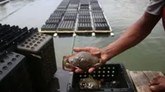 নরম খোলসের কাঁকড়ার চাষ বাড়ছে সাতক্ষীরায়