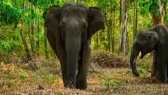 யானை
