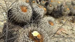 cactus en el desierto