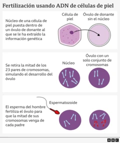 Gráfico que explica las diferentes etapas de la fecundación con células cutáneas. Muestra el núcleo de una célula cutánea insertándose en un óvulo de donante al que se le ha extraído la información genética. Debajo, se muestra un núcleo morado al que se le ha extraído la mitad de sus 23 pares de cromosomas para imitar un óvulo normal. Debajo, se muestra el espermatozoide masculino fecundando el óvulo y añadiendo sus cromosomas, de modo que la mitad proviene de cada progenitor.