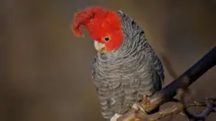 Gang Gang Cockatoo