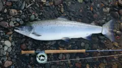 Salmão de 8 kg capturado em um rio da Noruega, ao lado de uma vara de pescar