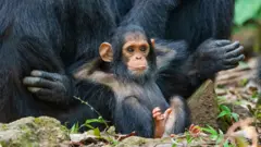Un chimpancé bebé espera sentado con las manos detrás de la cabeza.