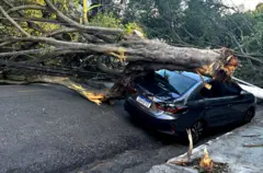 Grande árvore caída sobre carro