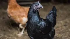 ਕੜਕਨਾਥ ਮੁਰਗਾ