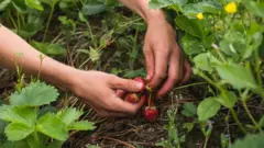 เ﻿ก็บเบอร์รี่ป่าในฟินแลนด์ เป็นอุตสาหกรรมที่คนไทยหลายพันเดินทางไปต่อปี