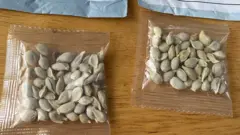 這些種子被通過普通郵政包裹的形式寄送。