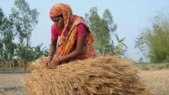 বাংলাদেশ তার চাহিদার ১৫% গম উৎপাদন করে থাকে।