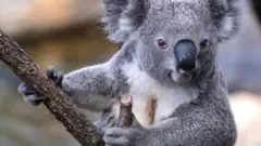 कोआला