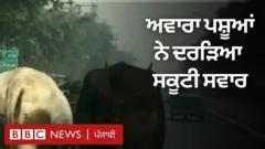 ਰੇਵਾੜੀ ਵਿੱਚ ਅਵਾਰਾ ਪਸ਼ੂਆਂ ਦੀ ਸਮੱਸਿਆ