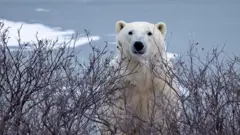 A imagem mostra um urso polargame mania cassinodestaque, emergindo entre arbustos secos, com neve e gelo ao fundo,game mania cassinoum ambiente ártico.