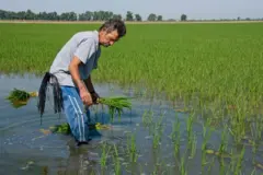Trabalhador em plantação de arroz