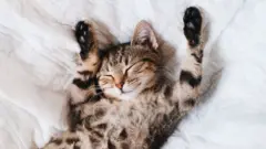 هشتم اوت در تقویم غیررسمی ‌جهان به نام گربه‌ها ستاره‌دار شده است