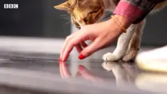 صورة من حلقة دنيانا عن الإيسمار