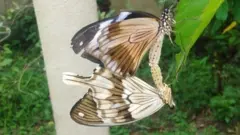 Vipepeo wa kike humtamani kipepeo huyu kutokana na madaha na uzuri alionao