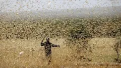 ዕስለ ኣንበጣ