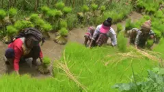 धान