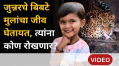 जुन्नरमध्ये ऊसाच्या शेतात वाढणाऱ्या बिबट्यांचे लहान मुलांवरील हल्ले कसे रोखणार?