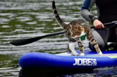 Bongo, um gato malhado, está em pé na frente de uma prancha de stand-up paddle azul. Atrás dele, alguém está ajoelhado na prancha com um remo. Uma coleira verde é visível em volta do pescoço e do corpo dele
