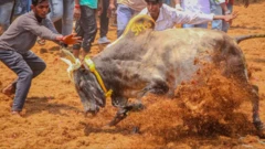 தோட்டா காளை