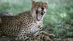 Hamaaqexa
