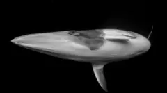 Una foto en blanco y negro de una ballena minke enana, retratada contra un océano negro. La ballena está ligeramente inclinada, mostrando su vientre y un ojo, que mira directamente a la cámara